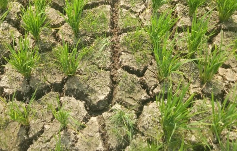 Sawah Kekeringan Mulai Meluas