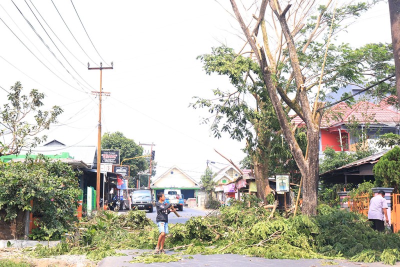 DLH Tebang Pohon Berbahaya