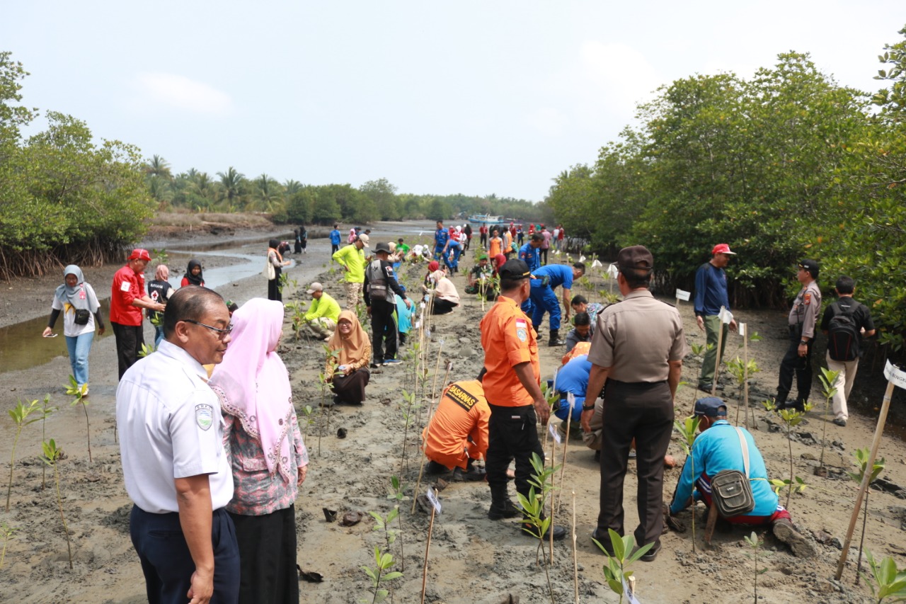 Pemkot Bengkulu Bersama PMI Tanam 500 Bibit Mangrove