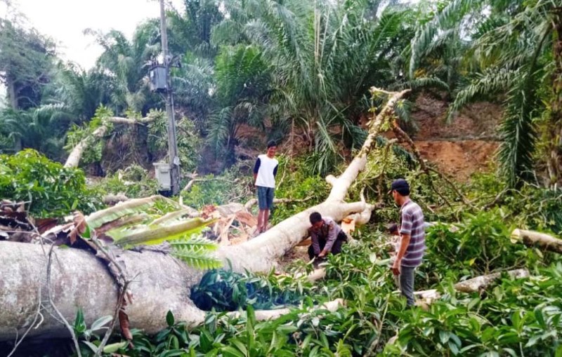 Pohon Tumbang, Listrik Padam