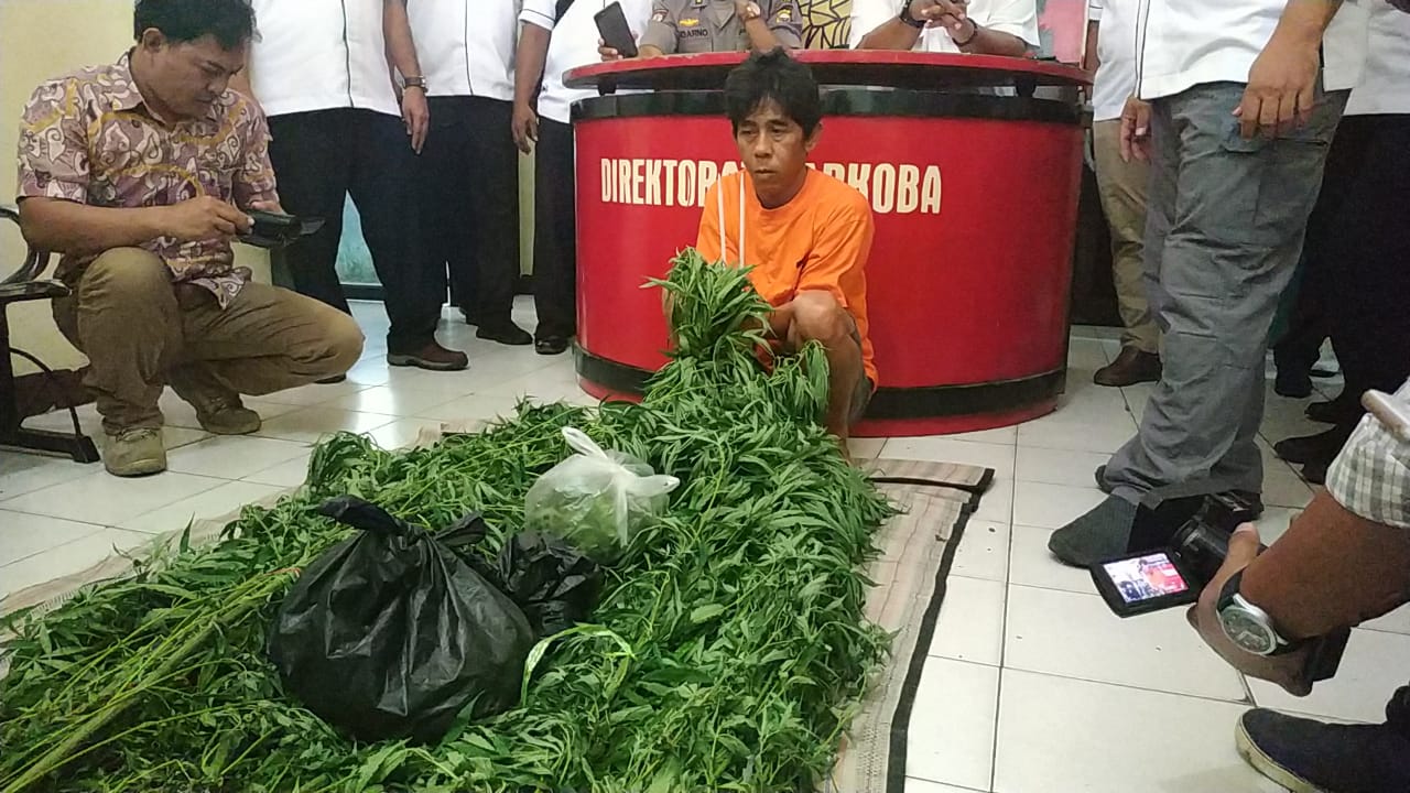 Tanam Ganja di Tengah Kota Baru Uji Coba