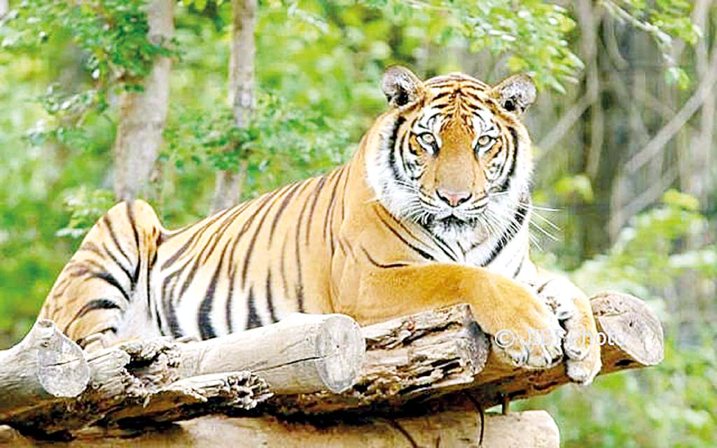 Peneliti LIPI: Harimau Agresif karena Terganggunya Habitat