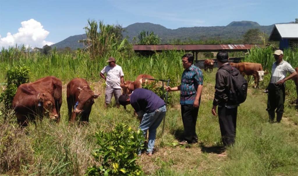 Penggemukan Sapi Dimonitoring