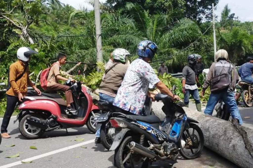 Pohon Tumbang Diterjang Badai