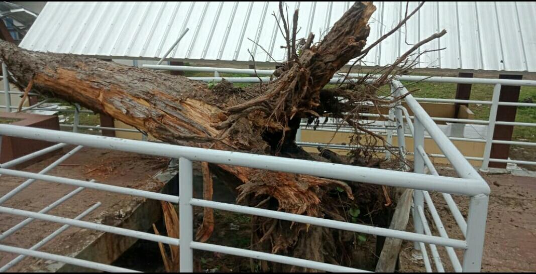 Badai, 3 Pohon di Pasir Putih Bertumbangan