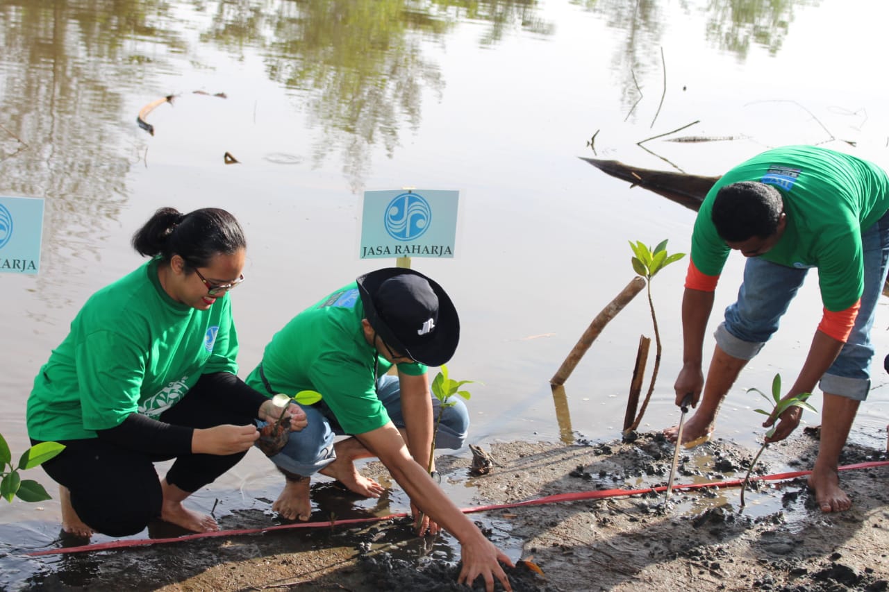 Dengan Semangat Milenial, PT Jasa Raharja Bengkulu Tanam 500 Pohon Mangrove