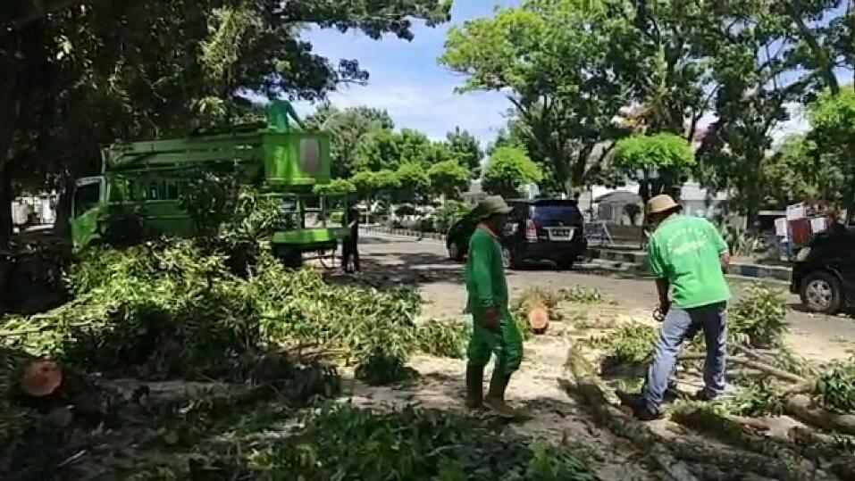 Bengkulu Rawan Badai, DLH Pangkas Puluhan Pohon