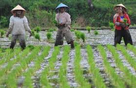 Verifikasi Ulang Koptan