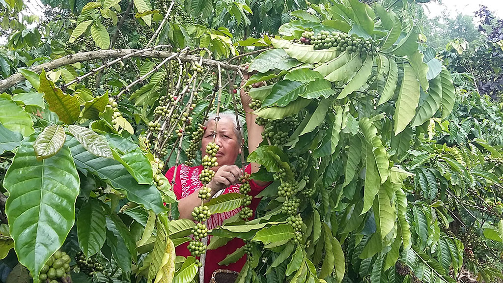 Produksi Kopi RL Diatas Nasional