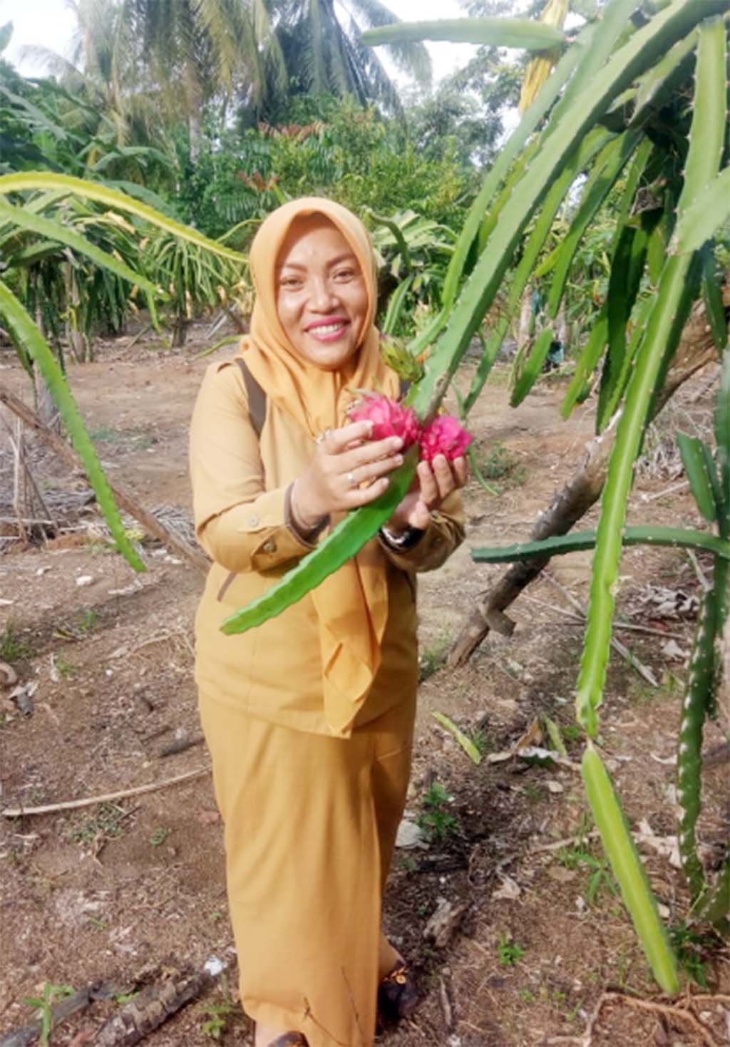 Ayo Tanam Buah Naga Merah