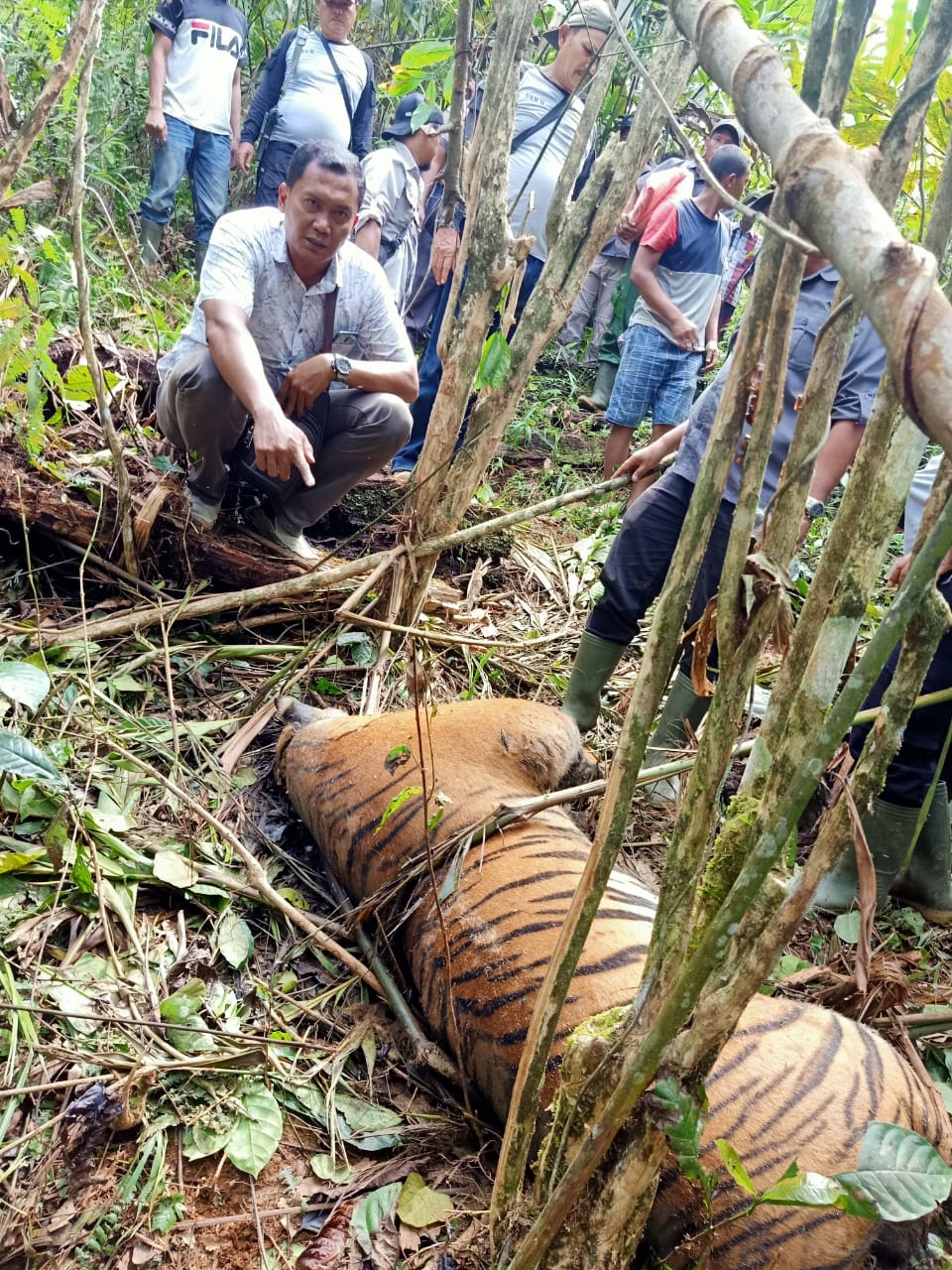 Harimau Sumatera Ditemukan Tewas Terjerat