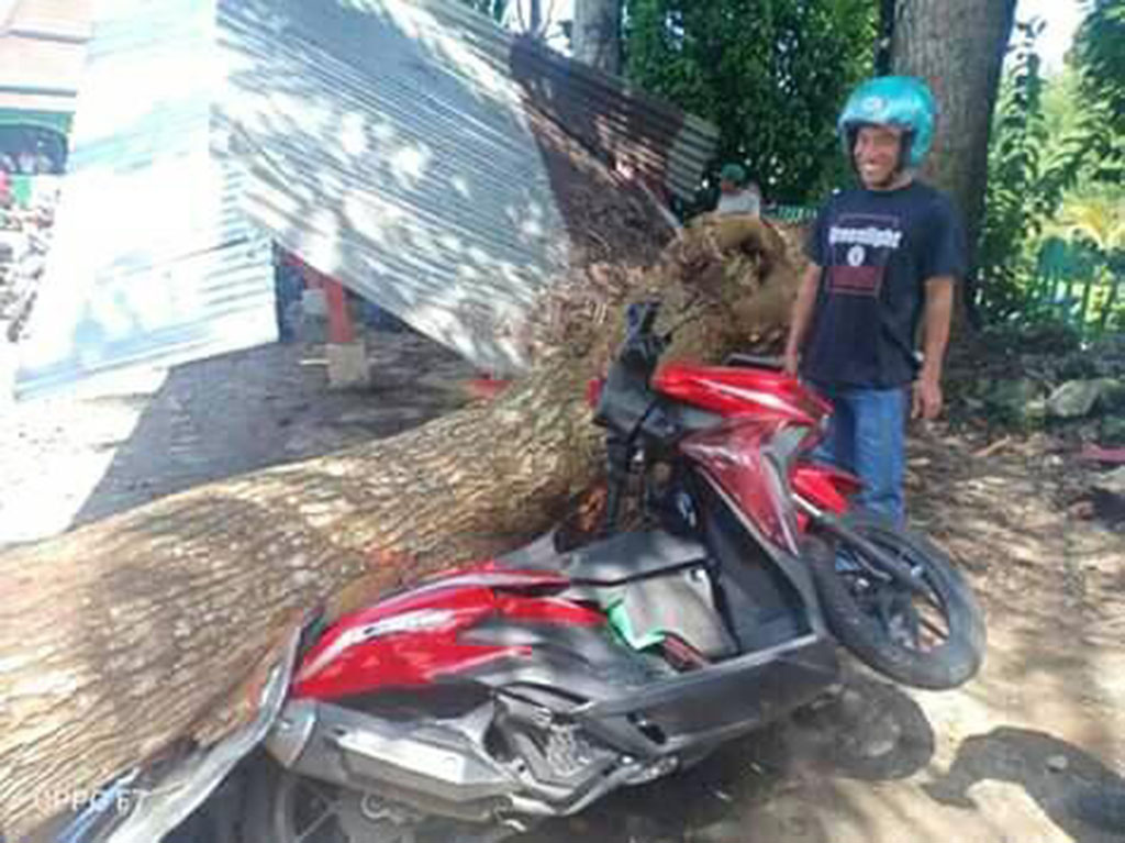 Pohon Tumbang Timpa 3 Motor