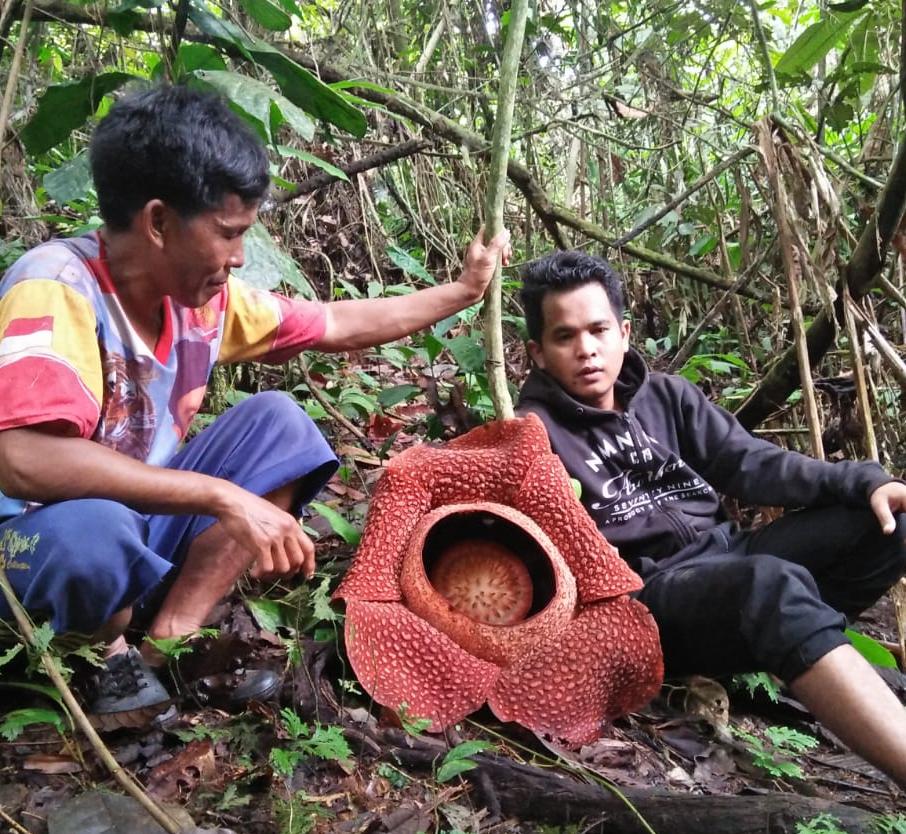 Bunga Kibut dan Rafflesia Mekar di Lubuk Resam