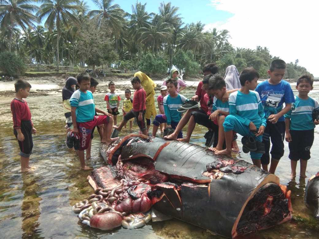 Lumba-lumba Mati Terdampar di Pantai Kaur