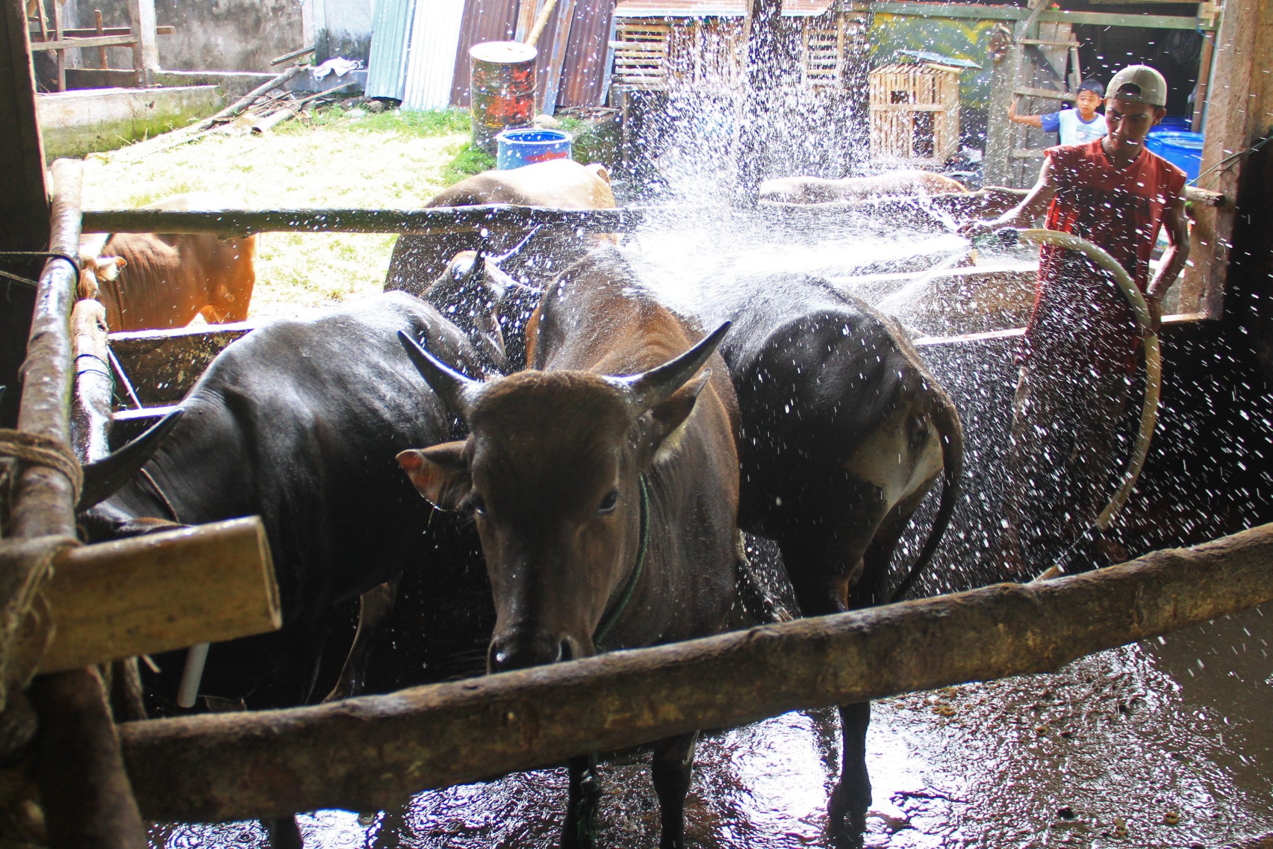 Bantuan Sapi untuk Poktan Mukomuko Capai 1.378 Ekor