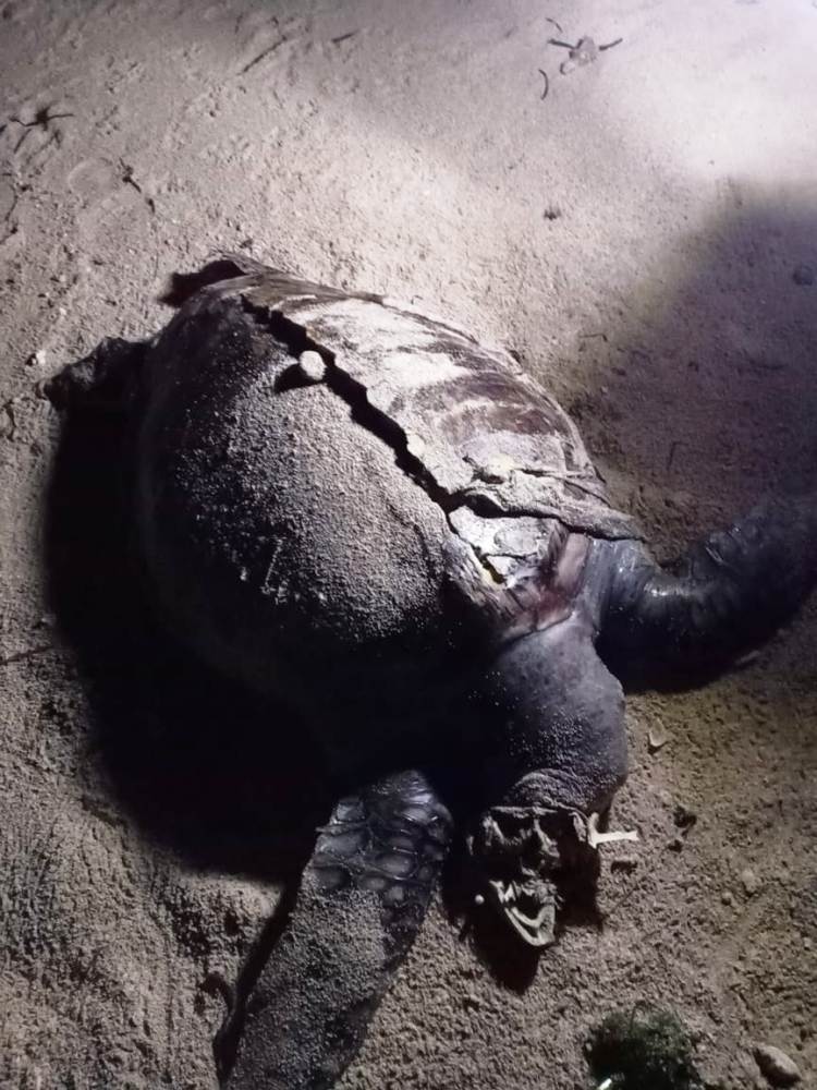 Penyu Mati Membusuk di Pantai Kaur