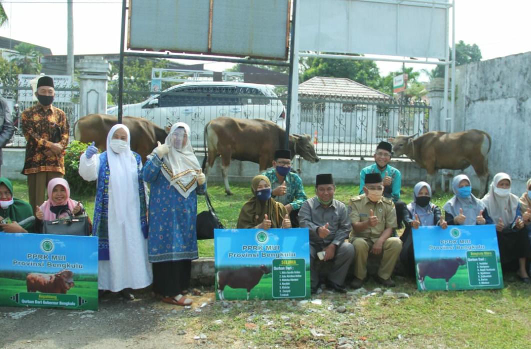 Sapi Kurban Gubernur Diserahkan ke MUI