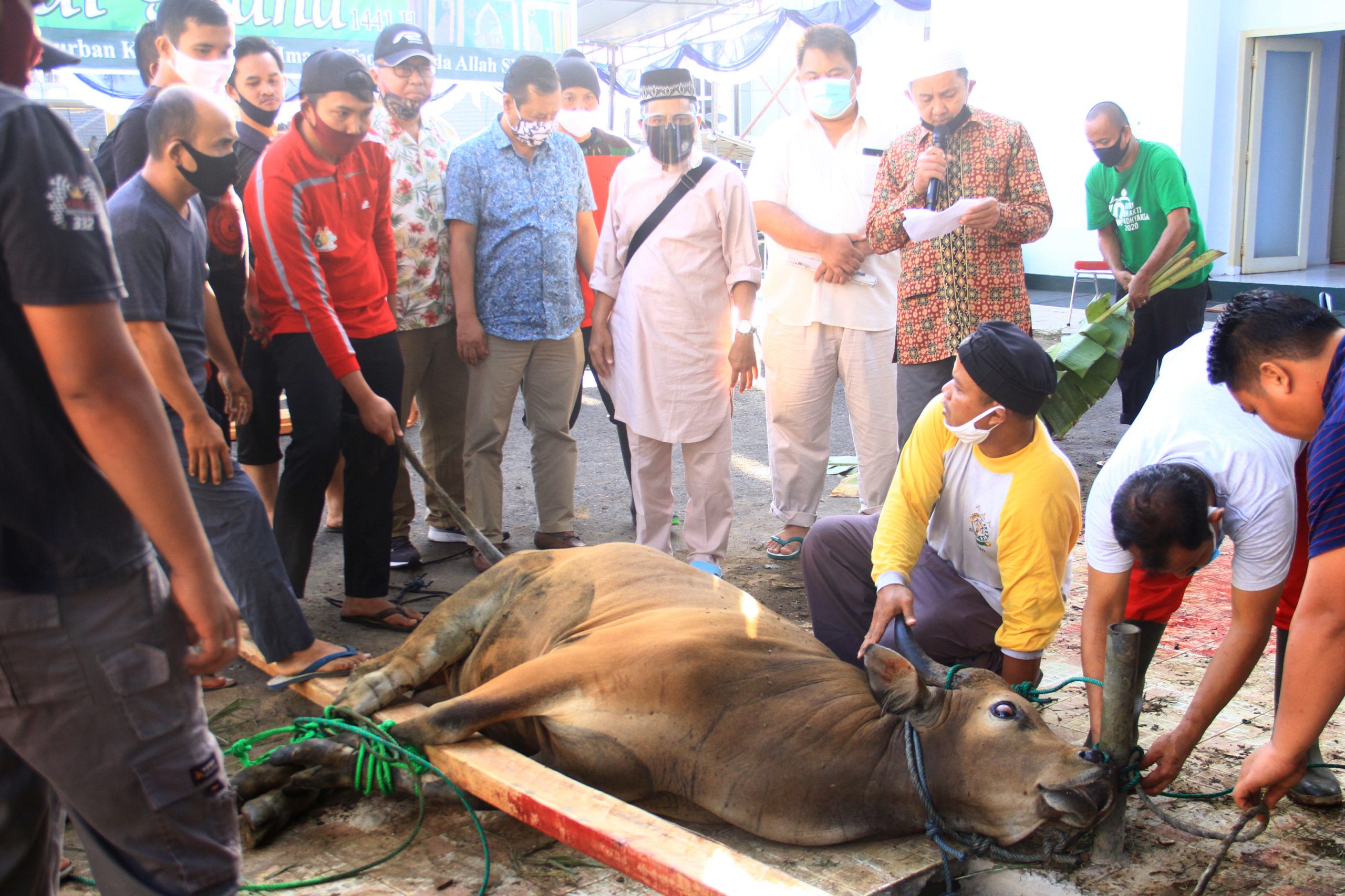 Kejati Bengkulu Kurban 8 Ekor Sapi