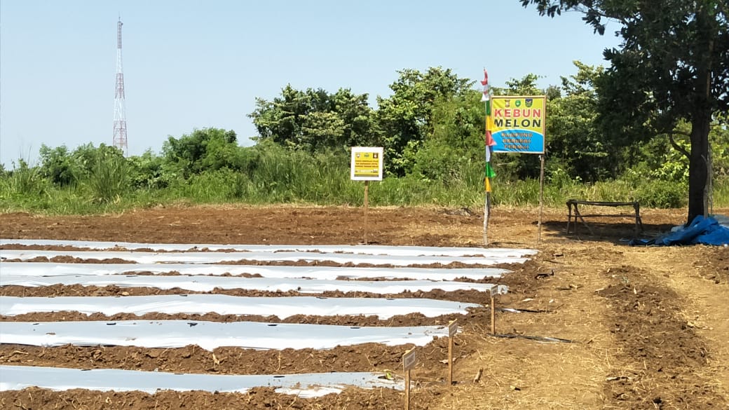 Lahan Pemkot Bengkulu Dijadikan Kebun Melon