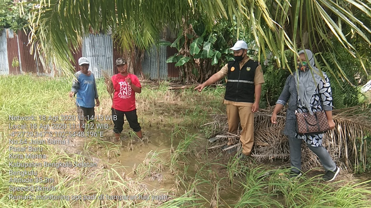 Di Bengkulu Selatan, Padi Diserang Hama Wereng