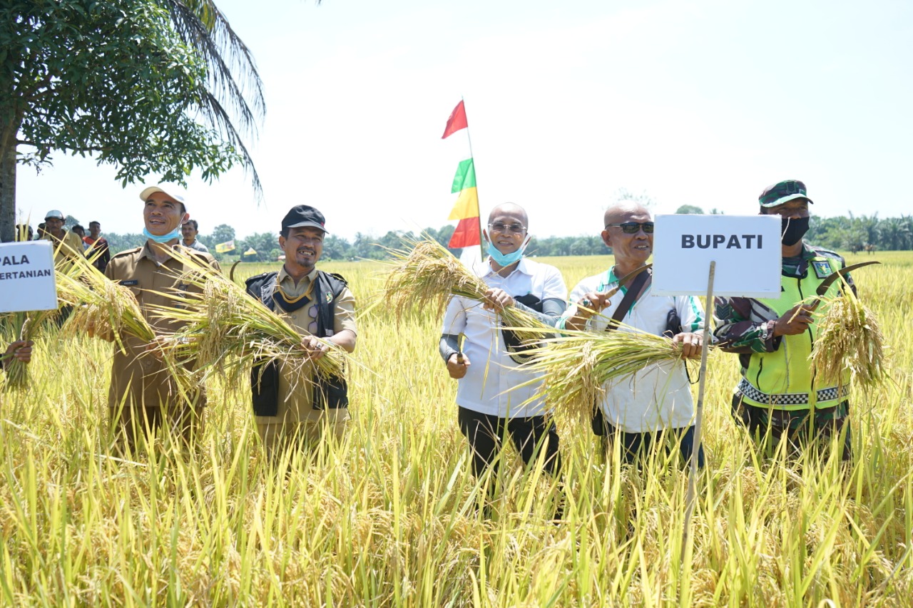 Bupati BS Ajak Petani Sawah Tanam Jagung Usai Panen Padi