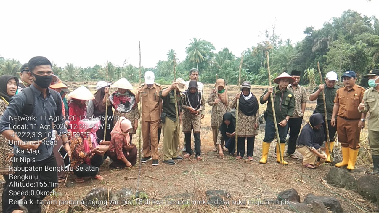 Dispertan BS Tanam Jagung Perdana