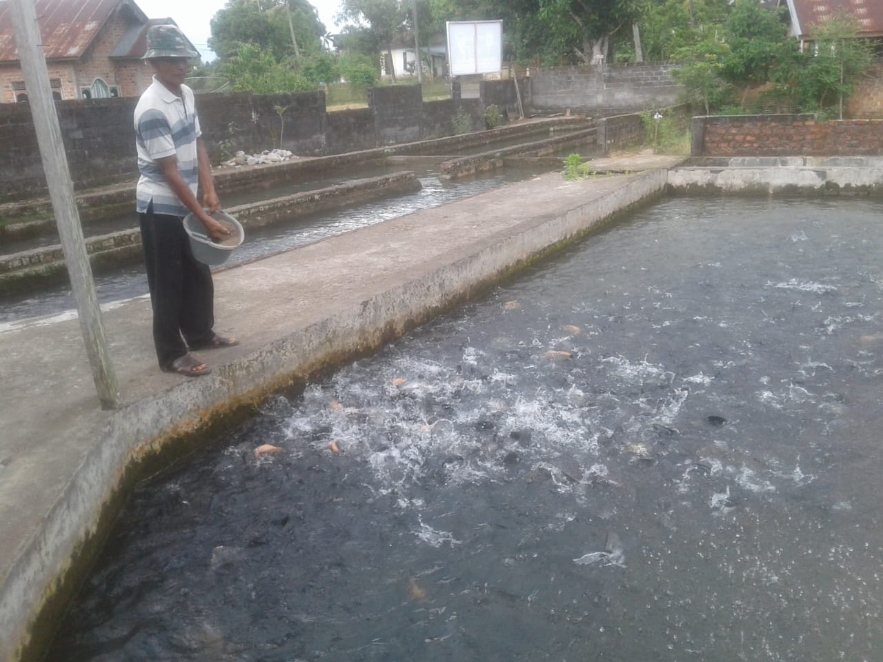 Harga Ikan Turun, Peternak di Rejang Lebong Mengeluh