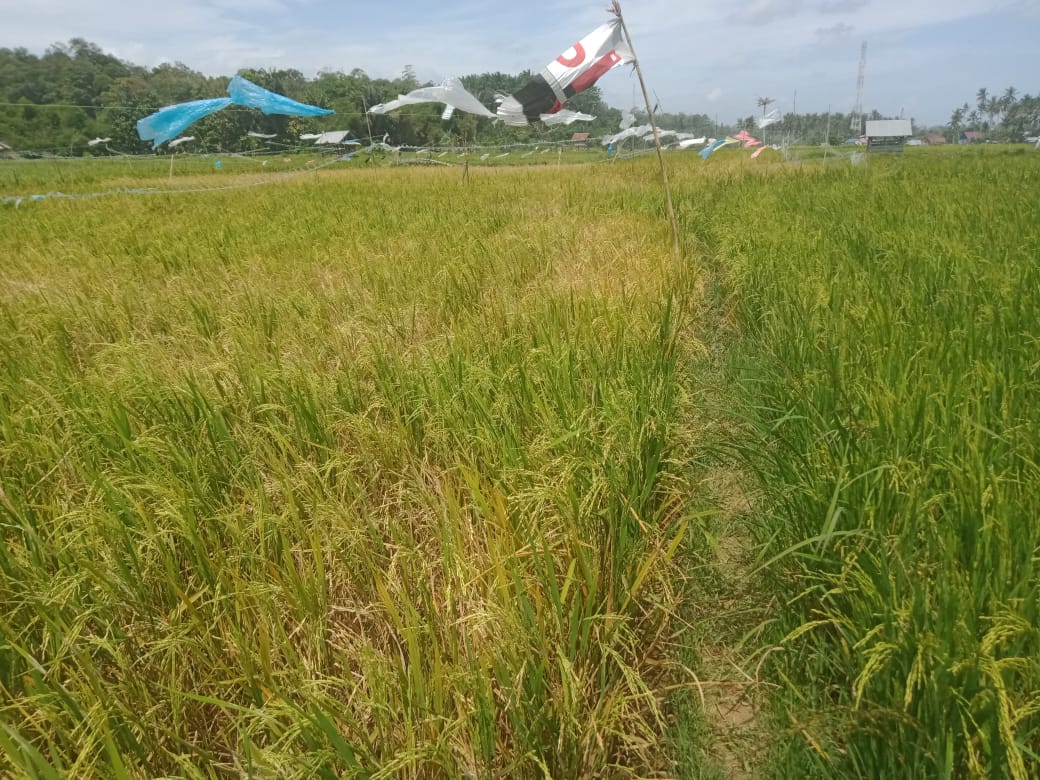 Diserang Hama, Petani Kaur Terancam Gagal Panen