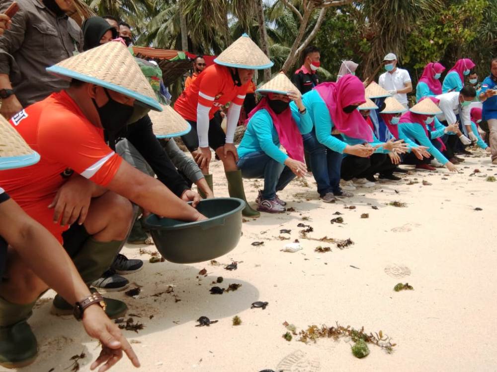 Jaga Kelestarian, Kapolda Bengkulu Lepas 460 Ekor Tukik di Pantai Kaur