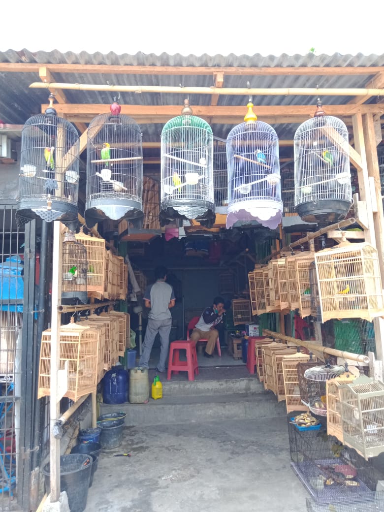 Pasar Minggu Bengkulu Pusat Penjualan Burung, 3 Jenis Burung Ini Banyak Diminati