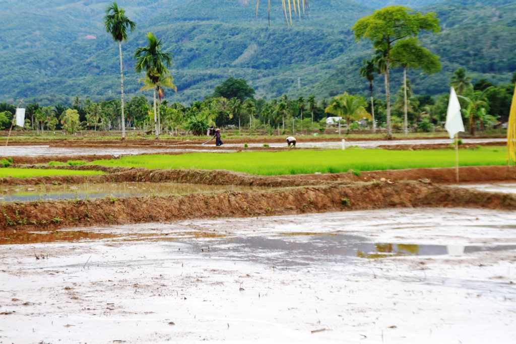 Program Cetak Sawah di Lebong Tak Capai Target