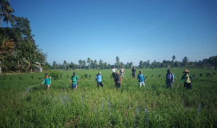 366,5 Ha Sawah di Bengkulu Selatan Diserang Wereng