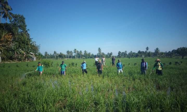 Serangan Wereng Meluas, Petani Bengkulu Selatan Makin Resah