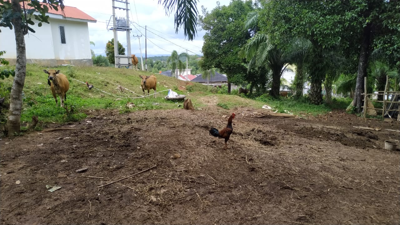 Sapi Dicuri, Rugi Belasan Juta