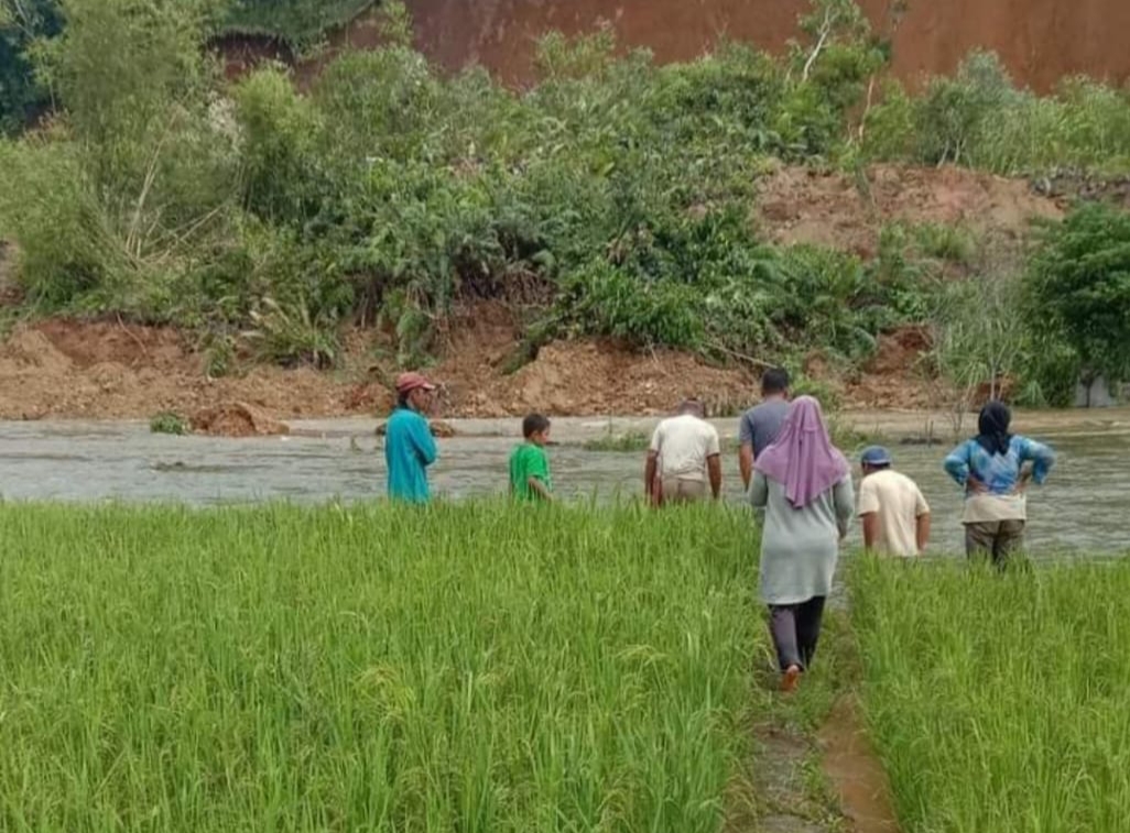 Tertimbun Longsor, 4 Hektar  Sawah di Bengkulu Utara Gagal Panen