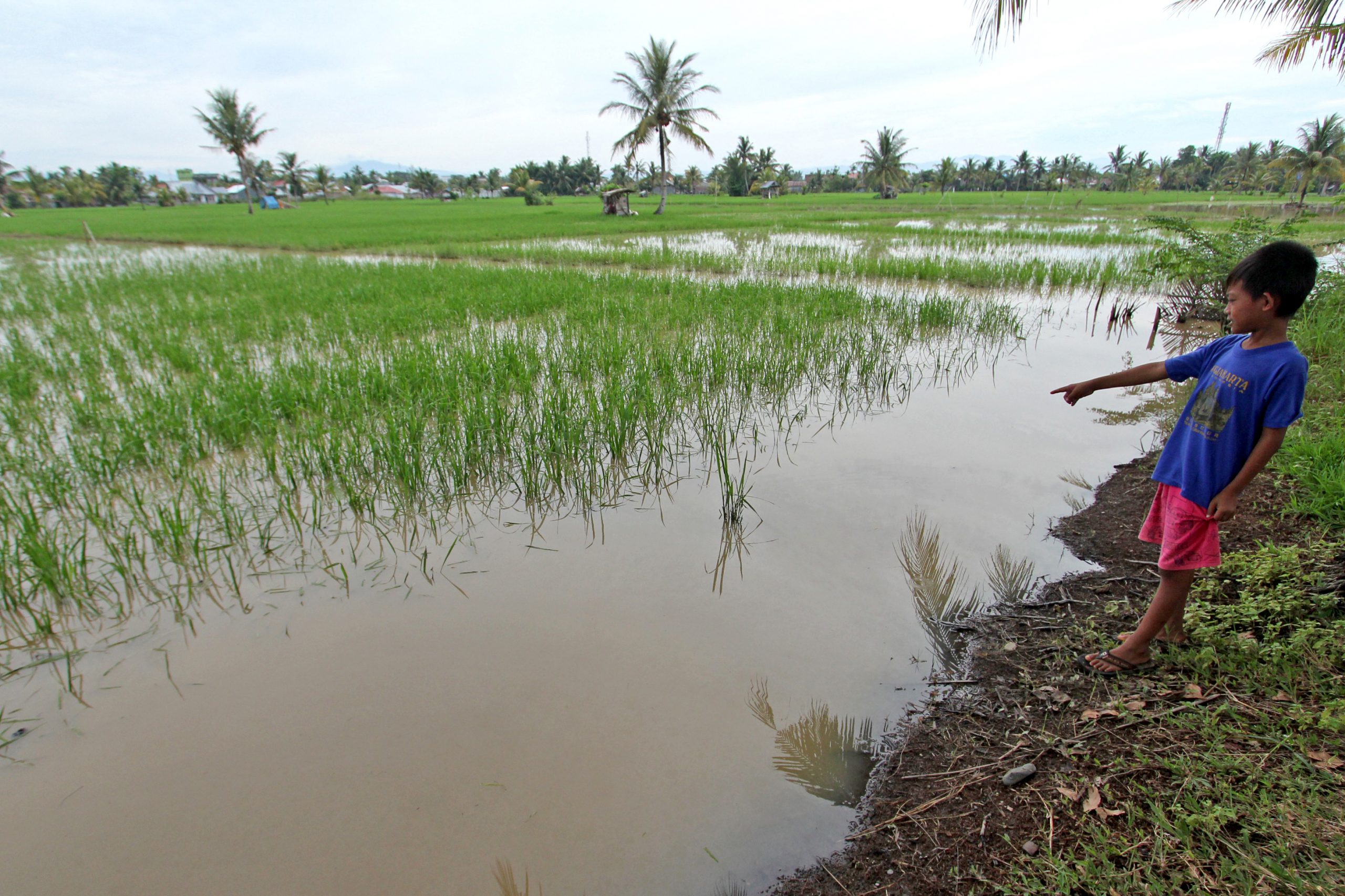 Lahan Pertanian di Kota Bengkulu Tinggal 580 Ha