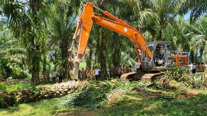 1.300 Ha Kebun Sawit di BS Ikut Program Replanting