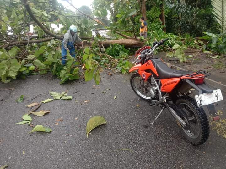 Pohon Roboh Ganggu Lalu Lintas di Bengkulu Selatan