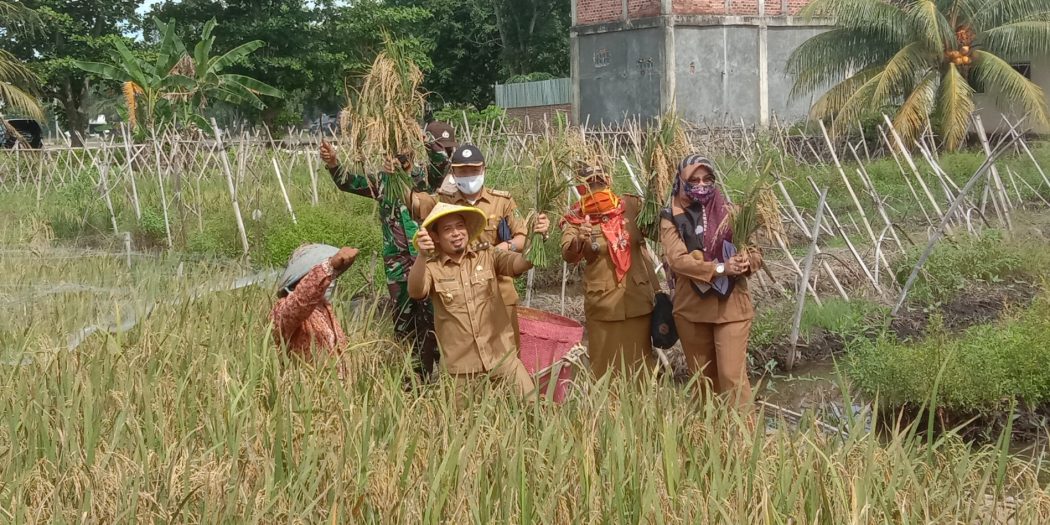 Panen Raya Bersama Plt Walikota Bengkulu, Poktan Beringin Raya Dapat Mesin Perontok Padi