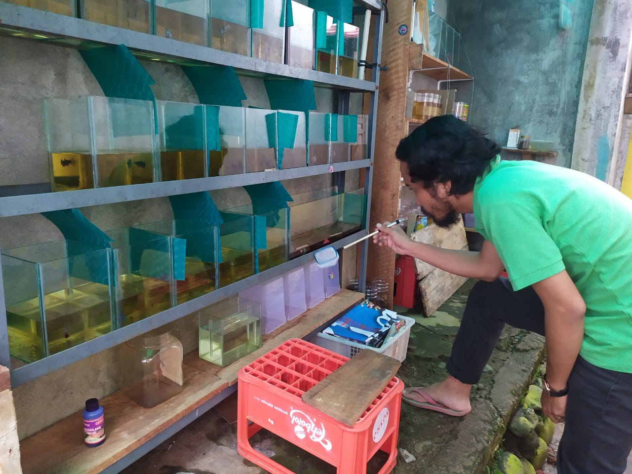 Yudha Triatmaja; Jurnalis Nyambi Bisnis Ikan Cupang di Tengah Pandemi Covid-19
