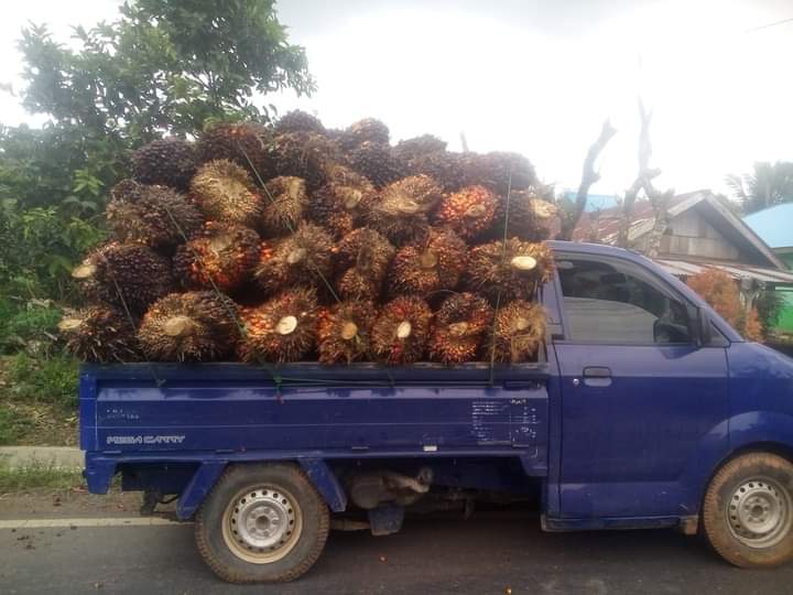 Harga Sawit di Bengkulu Utara Tembus Rp 1.950/kg