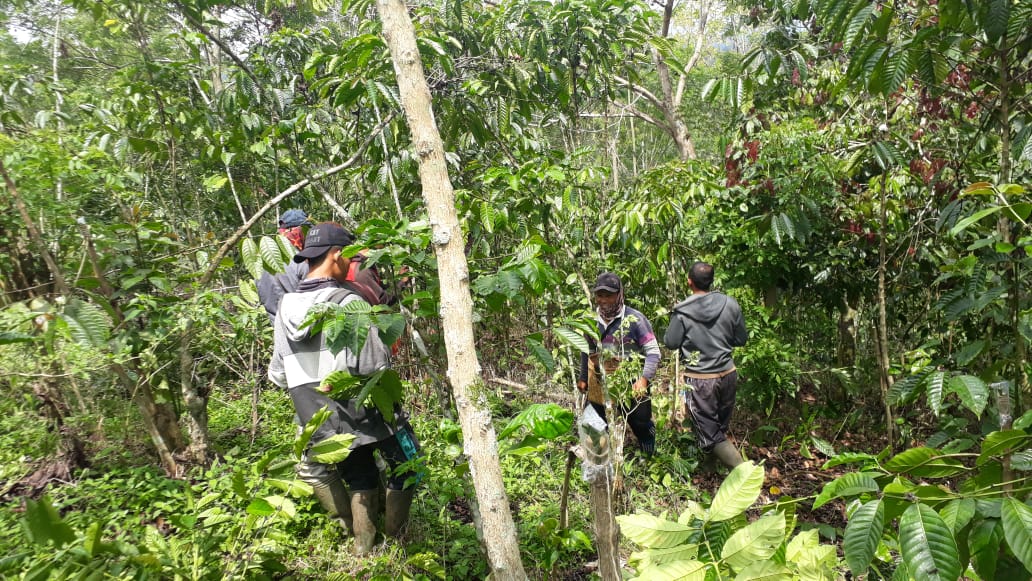 Kopi Sambung di Kepahiang Tak Dongkrak Produksi