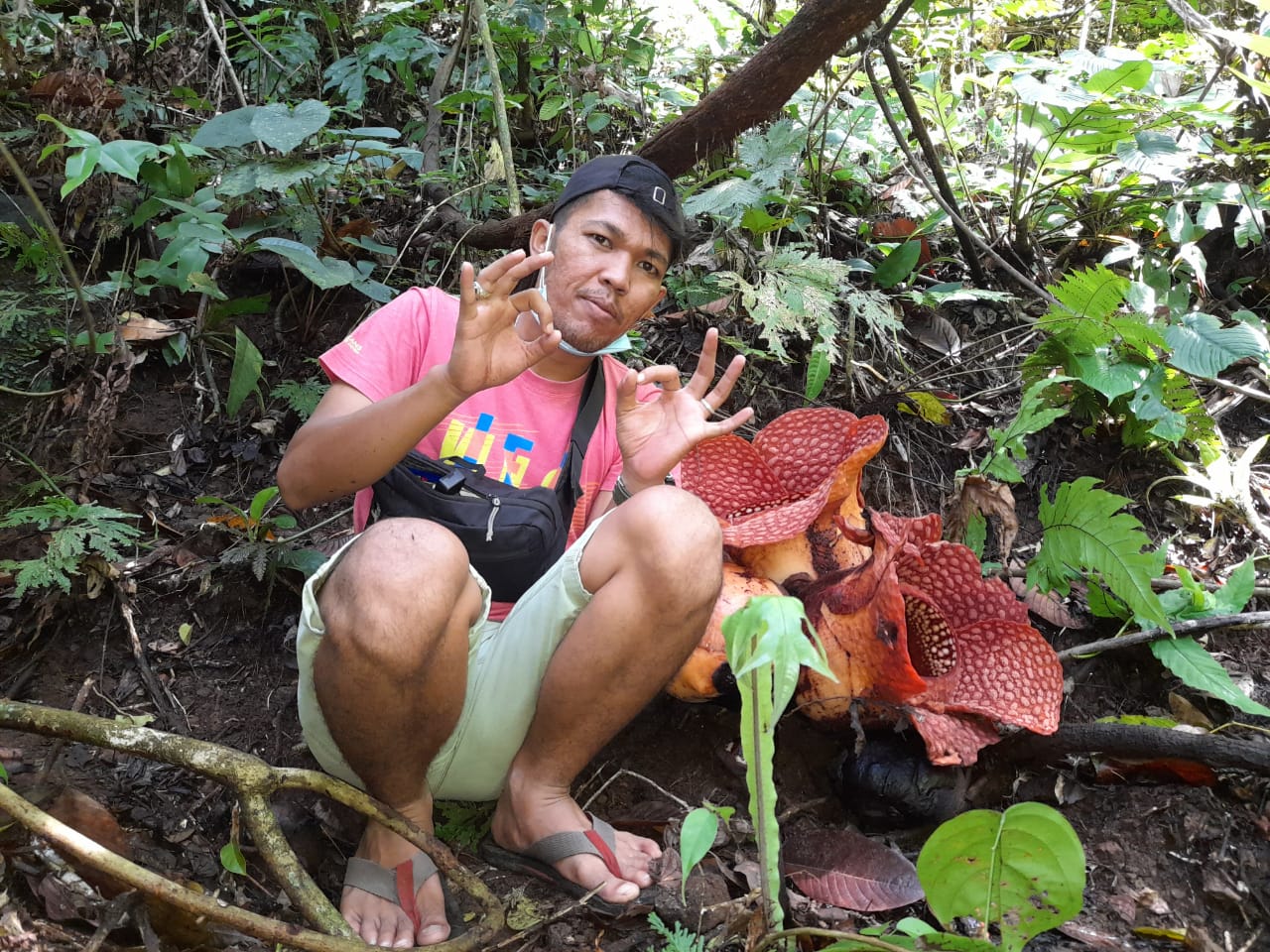 3 Bunga Raflesia Mekar Serentak di Bengkulu Utara