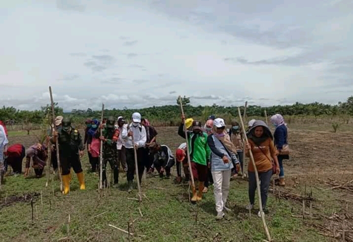 Kembali Tanam Jagung Perdana