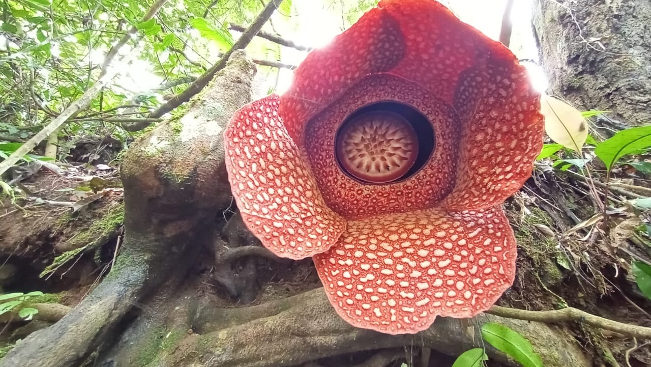 Bunga Rafflesia Mekar di Kebun Warga Lebong