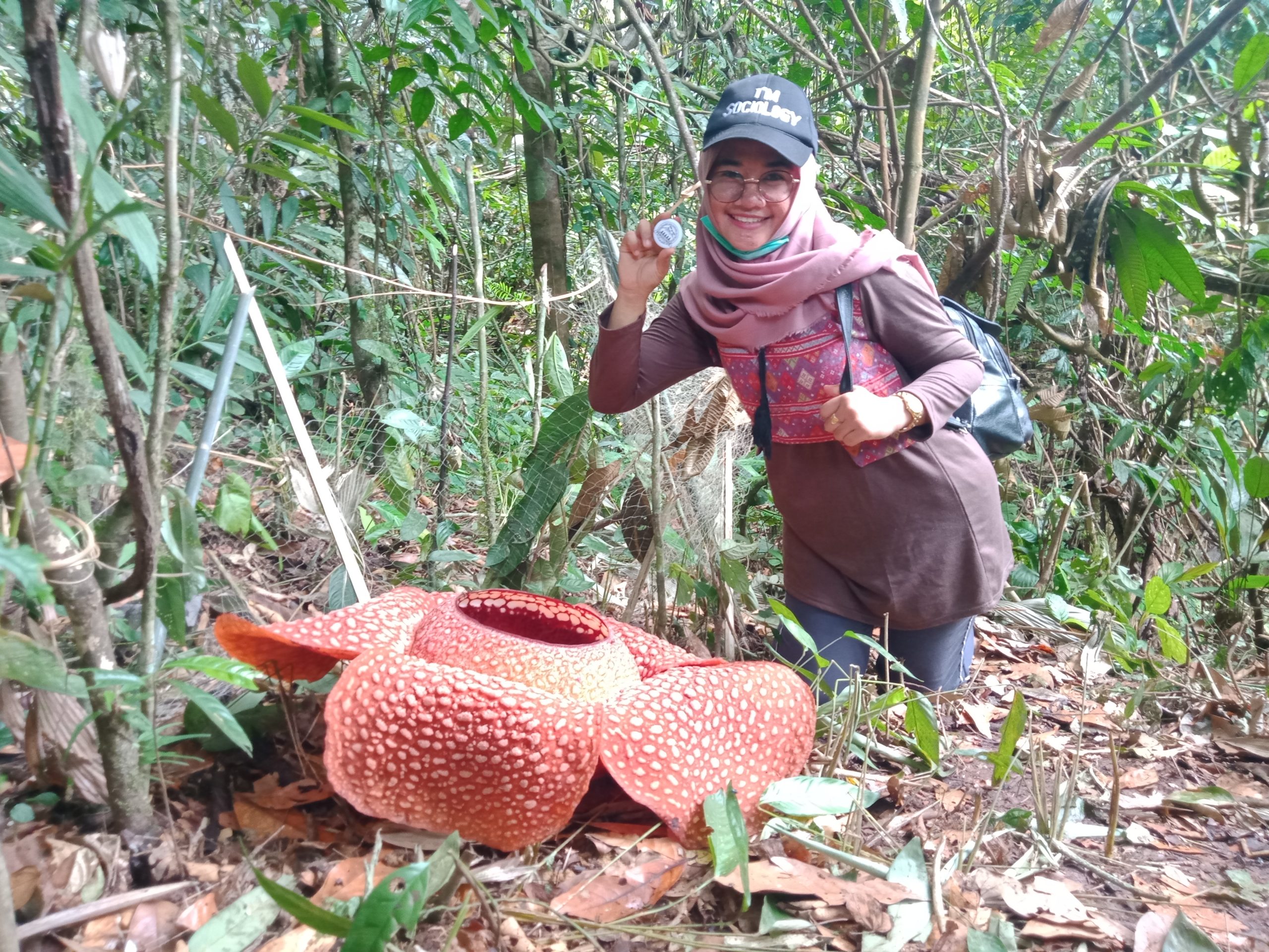 Bunga Rafflesia Mekar di Kedurang