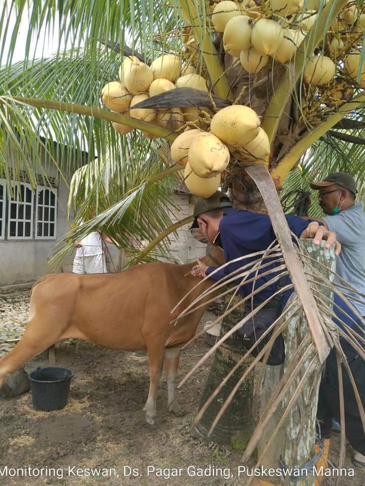 Puluhan Sapi Mati Diserang Virus Jembrana