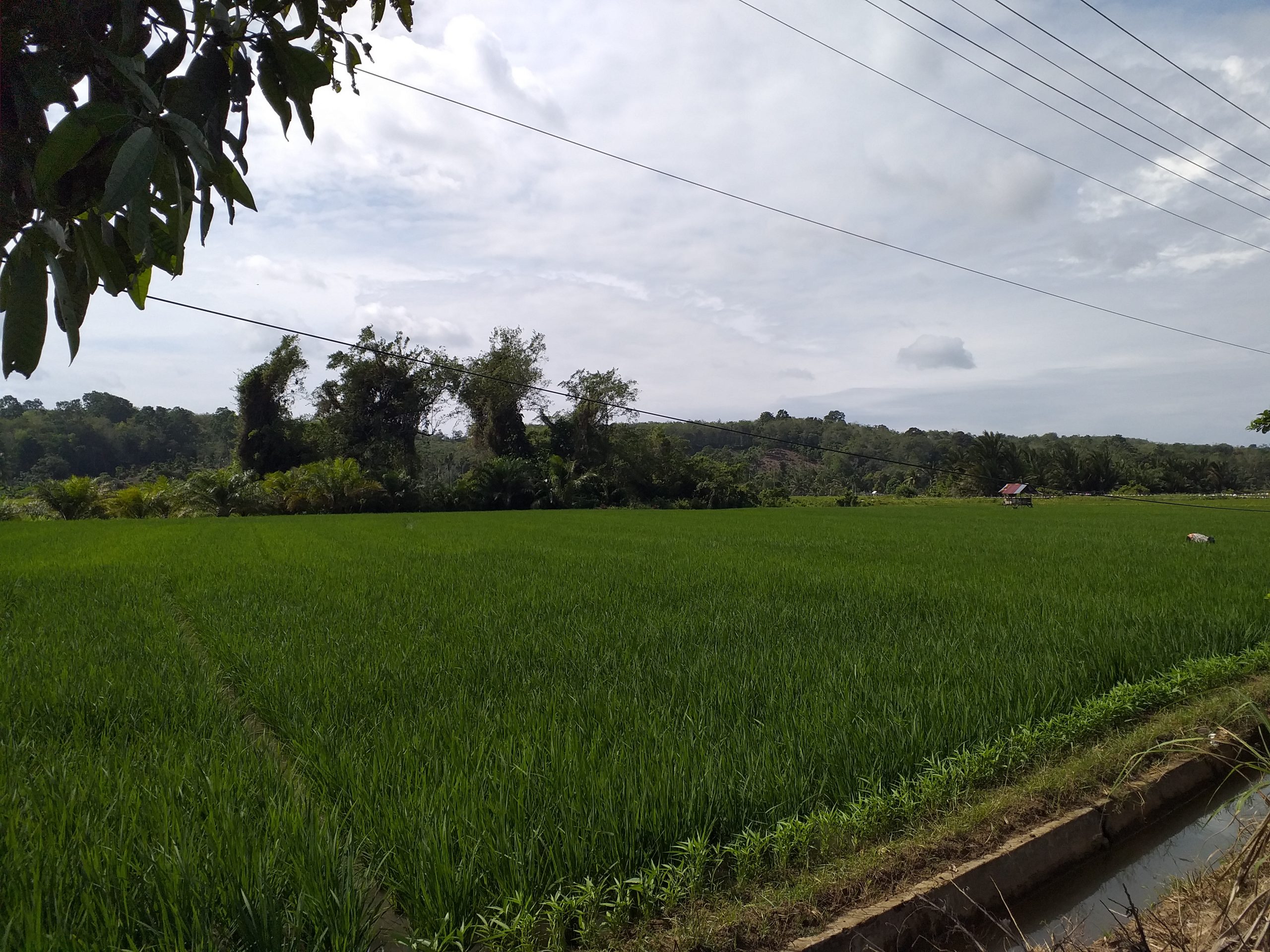 Alokasi Pupuk Subsidi di Bengkulu Utara Menurun