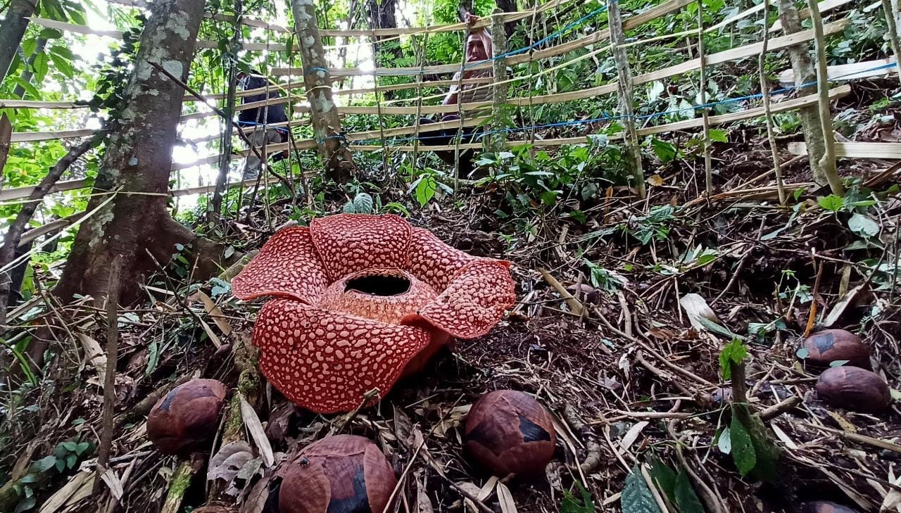 Rafflesia Tumbuh di Kebun Warga Rejang Lebong