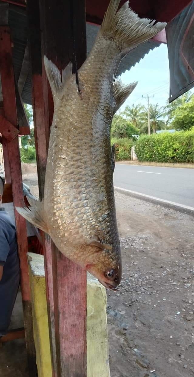 Budidaya Ikan Mikih di Mukomuko Gagal